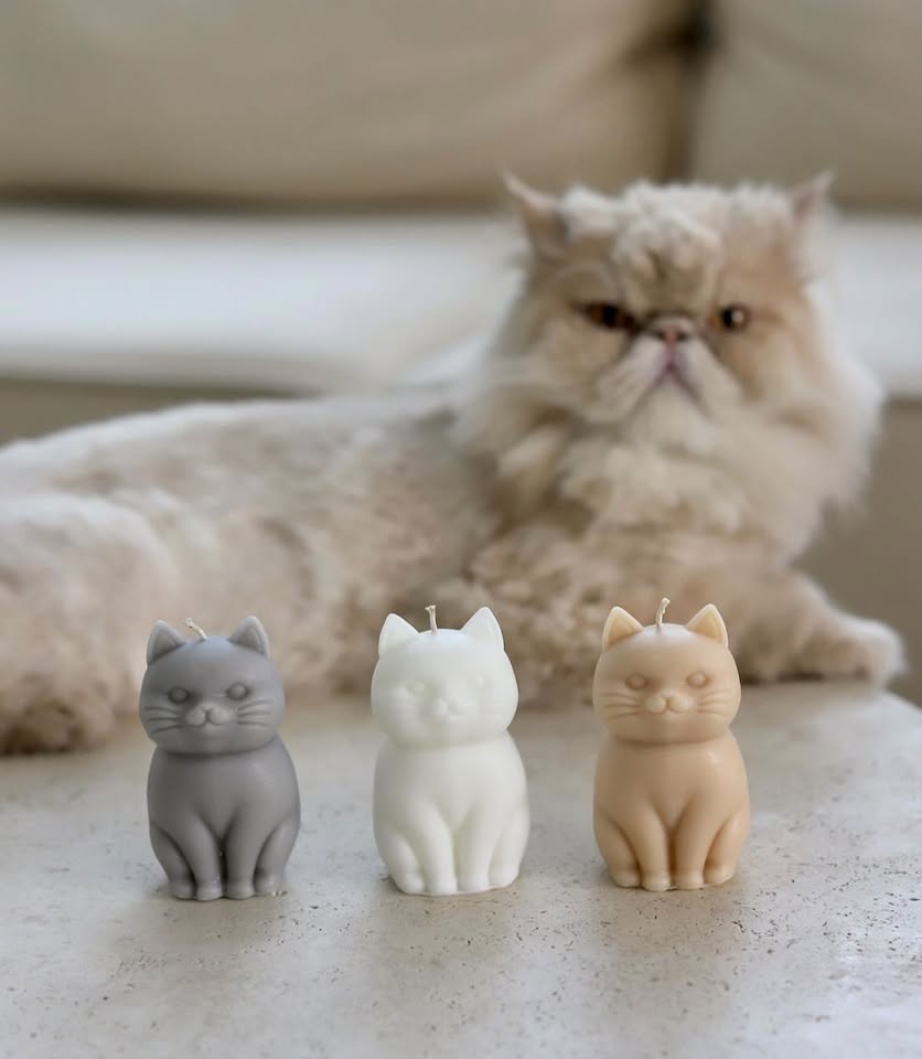 Котешка свещ